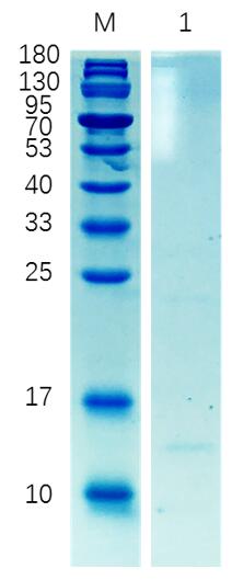 12% reducing SDS-PAGE analysis of purified B12 (approximately 0.5 mg protein loaded).